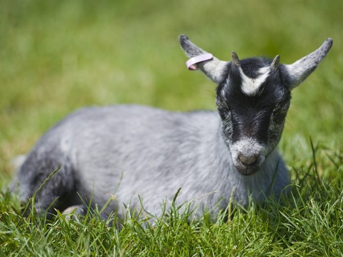 Nutritional Value of Goat Milk and Sheep Milk Nutritional Value of Goat Milk and Sheep Milk