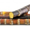 Molasses sugarcane