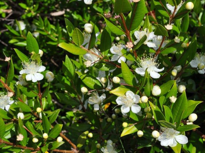 Health Benefits of Myrtle Health Benefits of Myrtle