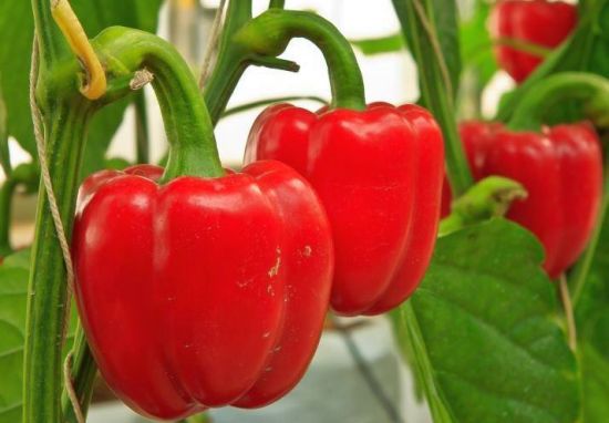 Health Benefits of Capsicum Health Benefits of Capsicum