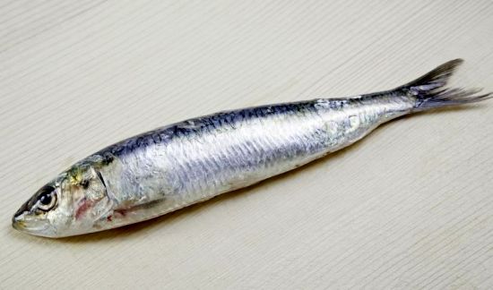 Health Benefits of Sardines Health Benefits of Sardines