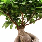 Health Benefits of Ashwagandha or Indian Ginseng Health Benefits of Ashwagandha or Indian Ginseng