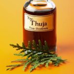 Health Benefits of Thuja Essential Oil Health Benefits of Thuja Essential Oil