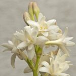 Health Benefits of Tuberose Essential Oil Health Benefits of Tuberose Essential Oil
