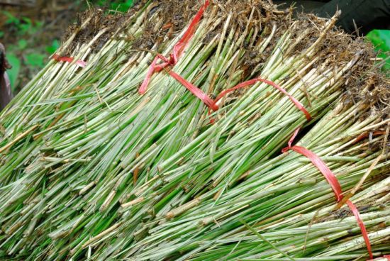Health Benefits of Vetiver Essential Oil Health Benefits of Vetiver Essential Oil