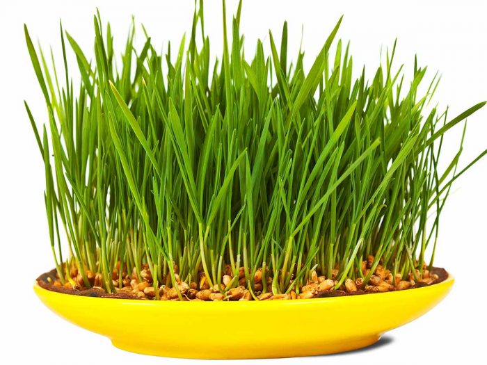 Health Benefits of Wheatgrass Health Benefits of Wheatgrass