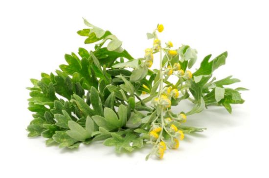 Health Benefits of Wormwood Essential Oil Health Benefits of Wormwood Essential Oil