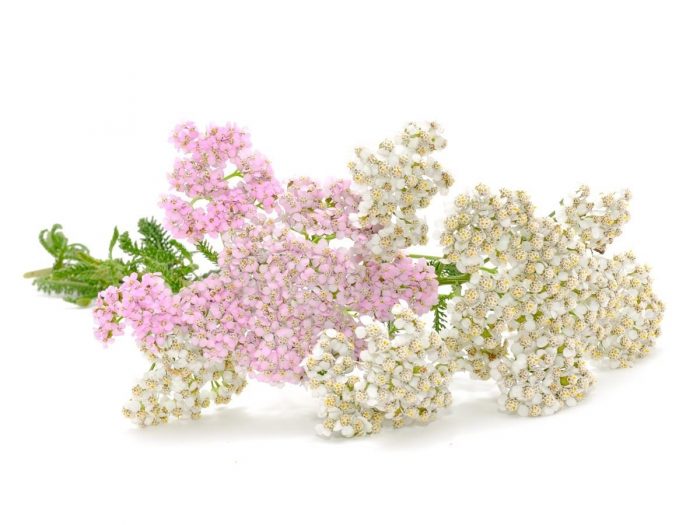 Health Benefits of Yarrow Essential Oil Health Benefits of Yarrow Essential Oil
