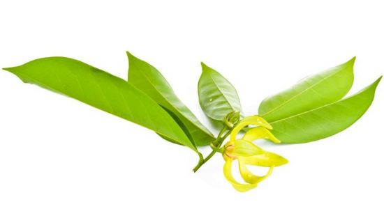 Health Benefits of Ylang-Ylang Essential Oil Health Benefits of Ylang-Ylang Essential Oil