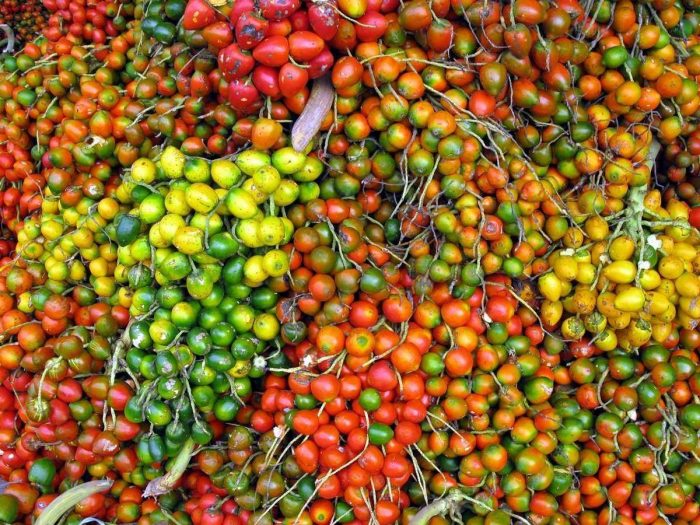 Health Benefits of Peach Palm Health Benefits of Peach Palm