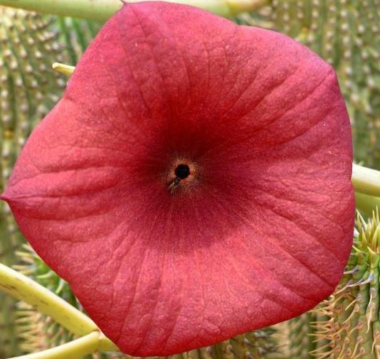 Health Benefits of Hoodia Gordonii Health Benefits of Hoodia Gordonii