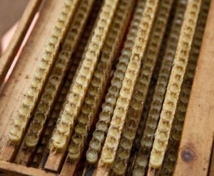 Health Benefits of Royal Jelly Health Benefits of Royal Jelly