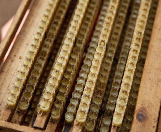Health Benefits of Royal Jelly Health Benefits of Royal Jelly