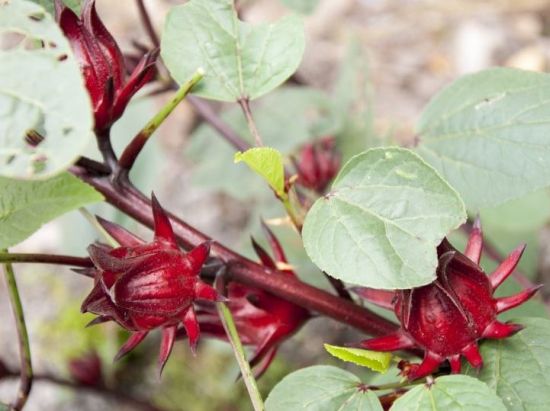 Health Benefits of Sorrel Health Benefits of Sorrel