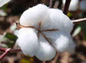 Organic Cotton Organic Cotton