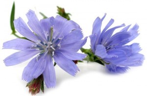 Health Benefits of Chicory Health Benefits of Chicory