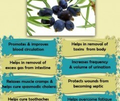 Health Benefits of Juniper Essential Oil Health Benefits of Juniper Essential Oil