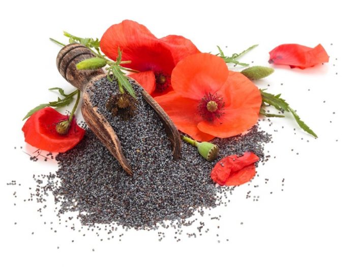 can dogs poppy seeds 10 impressive benefits of poppy organic facts can dogs poppy seeds 10 impressive benefits of poppy organic facts