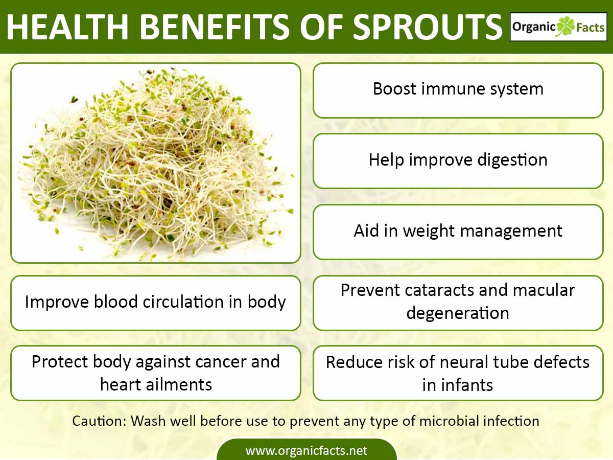 Protein Benefits Of Sprouts at Adele Taylor blog