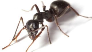 Close up of a black ant