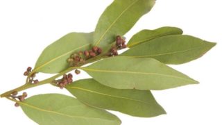 Top 5 Substitutes of Bay Leaf