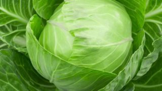Close up of a green cabbage