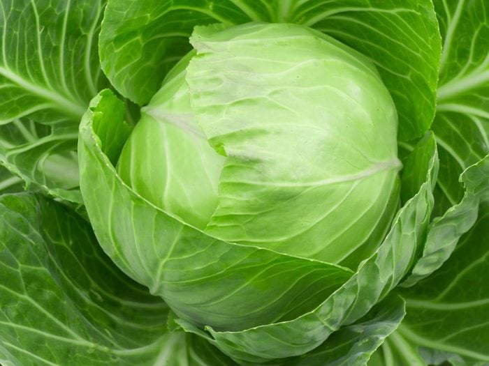 Cabbage11