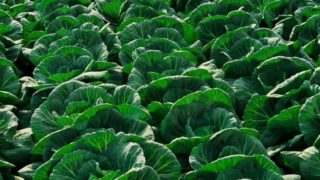Close up of fresh green cabbage leaves in a field