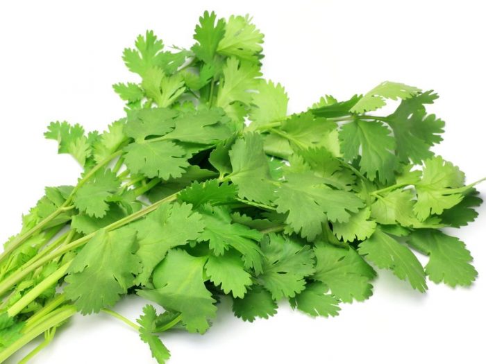 Coriander