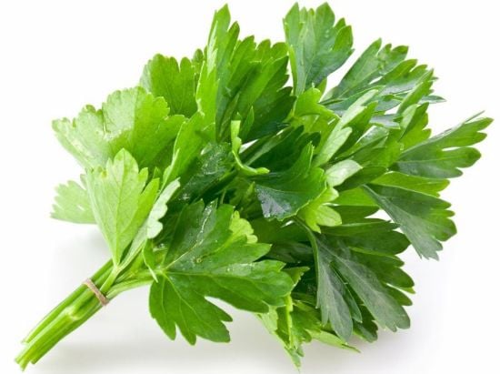 Image result for coriander