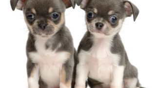 can dogs eat pineapple 5 benefits of fruits organic facts can dogs eat pineapple 5 benefits of fruits organic facts
