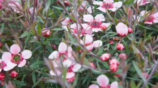 A close-up picture of white and pink Manuka flowers in a garden