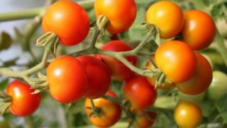 Cherry tomatoes on their vine