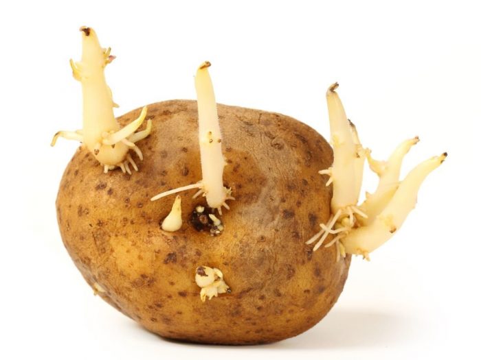 8 Ways to Control Potato Sprouts Organic Facts