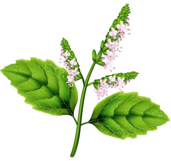 Health Benefits Of Patchouli Essential Oil Organic Facts