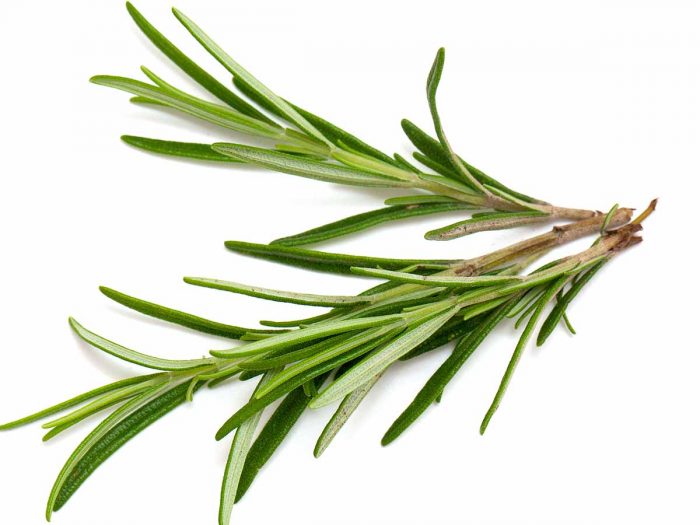 Manfaat Minyak Rosemary Untuk Kesehatan