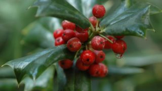 Close-up of wintergreen leaves with fresh red berries