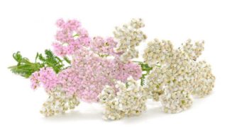 Pink and white yarrow flowers on a white background