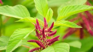 Fresh amaranth plant with flowers