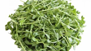 A closeup view of fresh brahmi on a white background