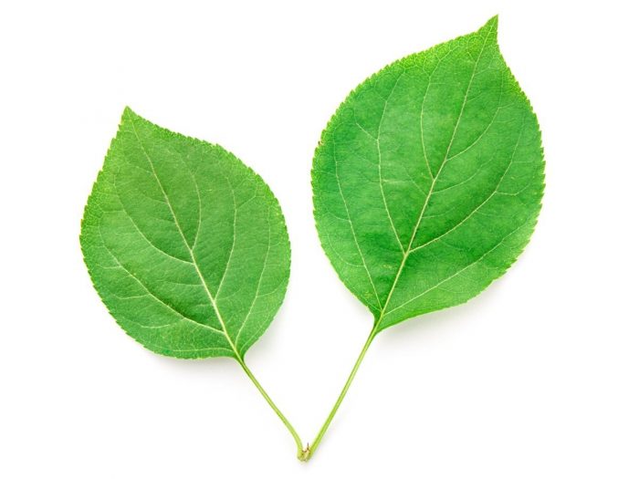 21 Surprising Chlorophyll Benefits Organic Facts