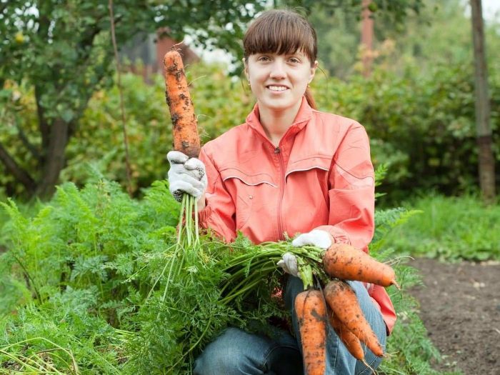 Woman farmer harvesting fresh carrots