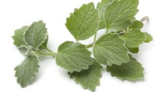 A sprig of Indian borage (Mexican mint) on a white background