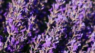 A close-up view of a beautiful lavender flowers