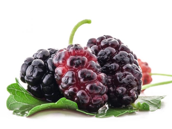 Mulberries - MOERBEIEN vs BRAMEN  WAT IS HET VERSCHIL?
