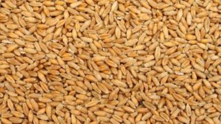 A close-up of triticale seeds