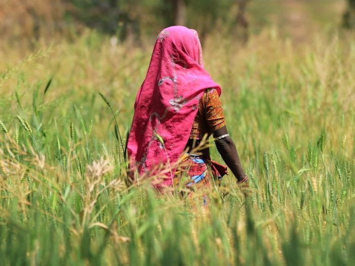 Indian woman farmer in a field