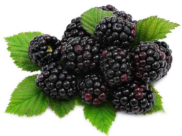 blackberry - MOERBEIEN vs BRAMEN  WAT IS HET VERSCHIL?