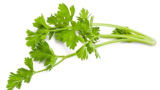 A celery stalk on a white background