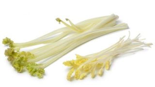 Sea kale on a white background